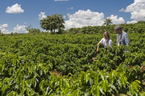 responsible-sourcing-coffeebean-plantation